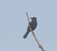 /album/photogallery/white-fronted-black-chat-trujjerey-jpg/